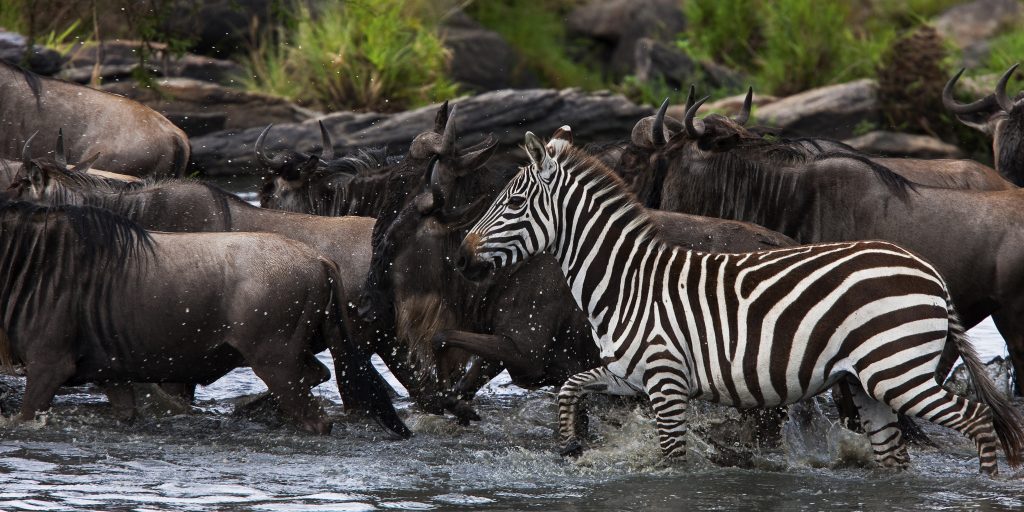 Mara Conservancies