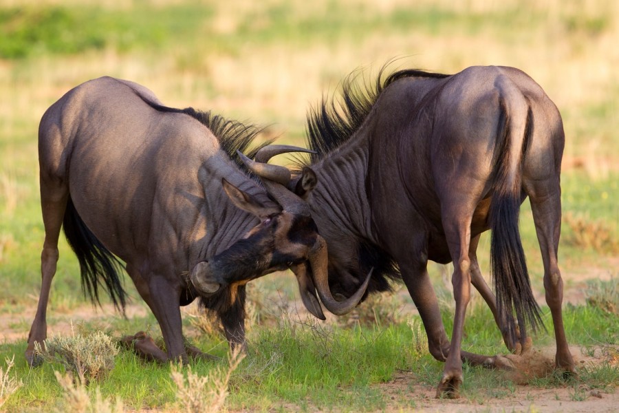 Kgalagadi Transfrontier Park