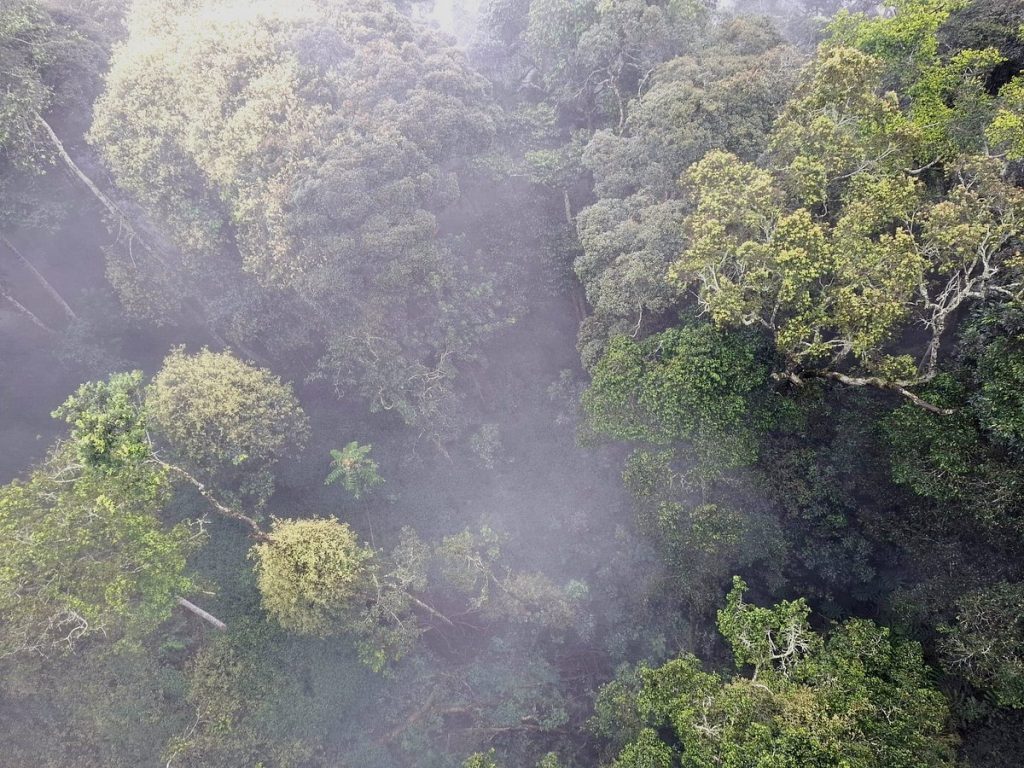 Nyungwe Forest National Park
