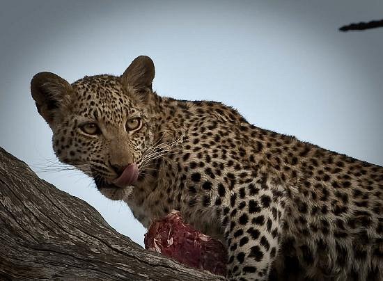 Moremi Game Reserve