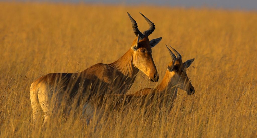 Mkomazi National park